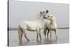 France, The Camargue, Saintes-Maries-de-la-Mer, Two Camargue stallions interacting.-Ellen Goff-Stretched Canvas