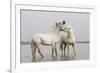 France, The Camargue, Saintes-Maries-de-la-Mer, Two Camargue stallions interacting.-Ellen Goff-Framed Premium Photographic Print