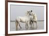 France, The Camargue, Saintes-Maries-de-la-Mer, Two Camargue stallions interacting.-Ellen Goff-Framed Premium Photographic Print