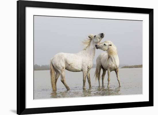 France, The Camargue, Saintes-Maries-de-la-Mer, Two Camargue stallions interacting.-Ellen Goff-Framed Premium Photographic Print