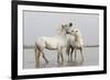 France, The Camargue, Saintes-Maries-de-la-Mer, Two Camargue stallions interacting.-Ellen Goff-Framed Premium Photographic Print
