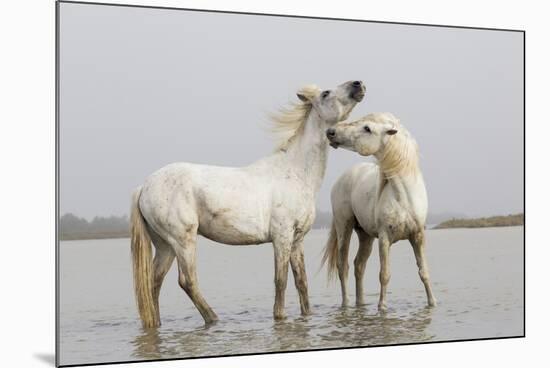 France, The Camargue, Saintes-Maries-de-la-Mer, Two Camargue stallions interacting.-Ellen Goff-Mounted Premium Photographic Print