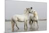 France, The Camargue, Saintes-Maries-de-la-Mer, Two Camargue stallions interacting.-Ellen Goff-Mounted Premium Photographic Print