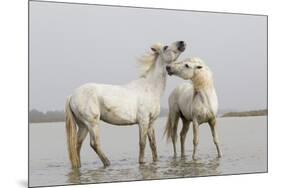 France, The Camargue, Saintes-Maries-de-la-Mer, Two Camargue stallions interacting.-Ellen Goff-Mounted Premium Photographic Print