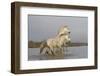 France, The Camargue, Saintes-Maries-de-la-Mer. Two Camargue stallions interacting.-Ellen Goff-Framed Photographic Print