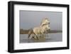 France, The Camargue, Saintes-Maries-de-la-Mer. Two Camargue stallions interacting.-Ellen Goff-Framed Photographic Print