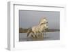 France, The Camargue, Saintes-Maries-de-la-Mer. Two Camargue stallions interacting.-Ellen Goff-Framed Photographic Print