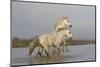 France, The Camargue, Saintes-Maries-de-la-Mer. Two Camargue stallions interacting.-Ellen Goff-Mounted Photographic Print