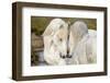 France, The Camargue, Saintes-Maries-de-la-Mer. Two Camargue stallions interacting.-Ellen Goff-Framed Photographic Print