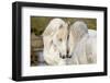 France, The Camargue, Saintes-Maries-de-la-Mer. Two Camargue stallions interacting.-Ellen Goff-Framed Photographic Print