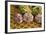 France, Vaucluse, Lourmarin. Garlic at the Friday Market-Kevin Oke-Framed Photographic Print