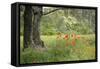 France, Vaucluse, Lourmarin. Poppies under an Olive Tree-Kevin Oke-Framed Stretched Canvas