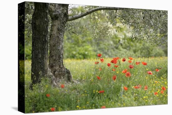France, Vaucluse, Lourmarin. Poppies under an Olive Tree-Kevin Oke-Stretched Canvas