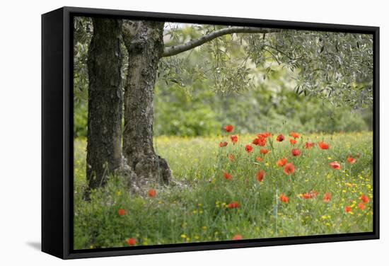 France, Vaucluse, Lourmarin. Poppies under an Olive Tree-Kevin Oke-Framed Stretched Canvas