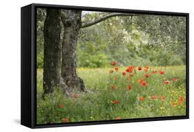 France, Vaucluse, Lourmarin. Poppies under an Olive Tree-Kevin Oke-Framed Stretched Canvas