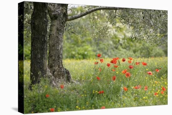 France, Vaucluse, Lourmarin. Poppies under an Olive Tree-Kevin Oke-Stretched Canvas