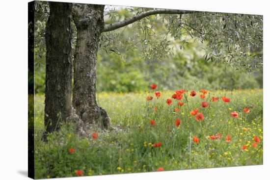 France, Vaucluse, Lourmarin. Poppies under an Olive Tree-Kevin Oke-Stretched Canvas