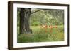 France, Vaucluse, Lourmarin. Poppies under an Olive Tree-Kevin Oke-Framed Photographic Print