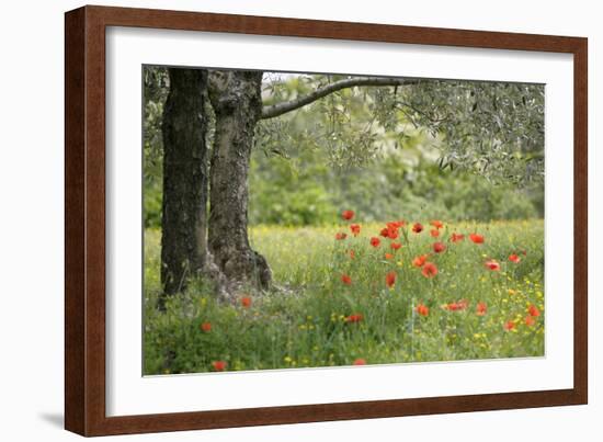 France, Vaucluse, Lourmarin. Poppies under an Olive Tree-Kevin Oke-Framed Photographic Print