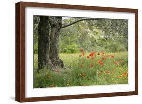 France, Vaucluse, Lourmarin. Poppies under an Olive Tree-Kevin Oke-Framed Photographic Print