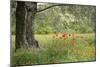 France, Vaucluse, Lourmarin. Poppies under an Olive Tree-Kevin Oke-Mounted Photographic Print