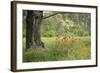 France, Vaucluse, Lourmarin. Poppies under an Olive Tree-Kevin Oke-Framed Photographic Print