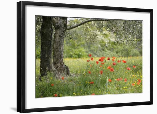 France, Vaucluse, Lourmarin. Poppies under an Olive Tree-Kevin Oke-Framed Photographic Print