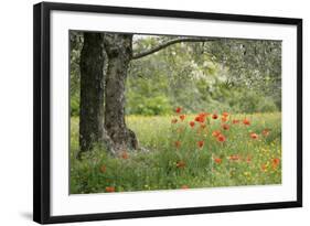 France, Vaucluse, Lourmarin. Poppies under an Olive Tree-Kevin Oke-Framed Photographic Print