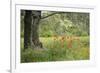 France, Vaucluse, Lourmarin. Poppies under an Olive Tree-Kevin Oke-Framed Photographic Print