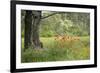 France, Vaucluse, Lourmarin. Poppies under an Olive Tree-Kevin Oke-Framed Photographic Print