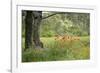 France, Vaucluse, Lourmarin. Poppies under an Olive Tree-Kevin Oke-Framed Photographic Print