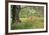 France, Vaucluse, Lourmarin. Poppies under an Olive Tree-Kevin Oke-Framed Photographic Print