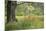 France, Vaucluse, Lourmarin. Poppies under an Olive Tree-Kevin Oke-Mounted Photographic Print