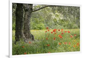 France, Vaucluse, Lourmarin. Poppies under an Olive Tree-Kevin Oke-Framed Photographic Print