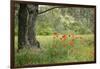 France, Vaucluse, Lourmarin. Poppies under an Olive Tree-Kevin Oke-Framed Photographic Print