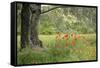 France, Vaucluse, Lourmarin. Poppies under an Olive Tree-Kevin Oke-Framed Stretched Canvas