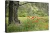 France, Vaucluse, Lourmarin. Poppies under an Olive Tree-Kevin Oke-Stretched Canvas