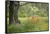 France, Vaucluse, Lourmarin. Poppies under an Olive Tree-Kevin Oke-Framed Stretched Canvas