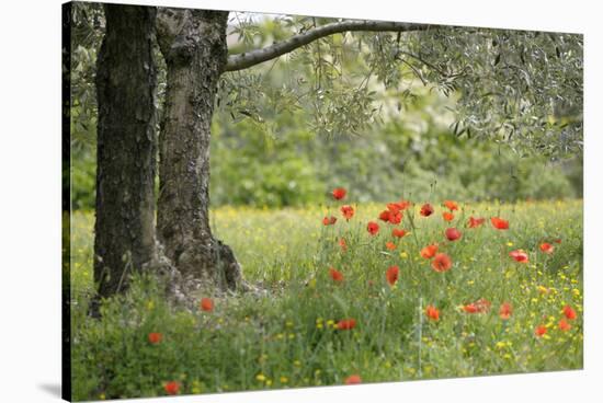 France, Vaucluse, Lourmarin. Poppies under an Olive Tree-Kevin Oke-Stretched Canvas
