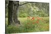 France, Vaucluse, Lourmarin. Poppies under an Olive Tree-Kevin Oke-Stretched Canvas