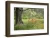 France, Vaucluse, Lourmarin. Poppies under an Olive Tree-Kevin Oke-Framed Premium Photographic Print