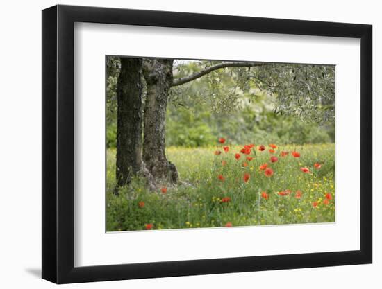 France, Vaucluse, Lourmarin. Poppies under an Olive Tree-Kevin Oke-Framed Photographic Print