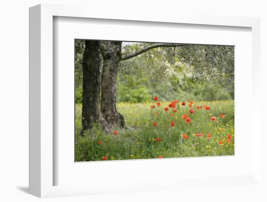 France, Vaucluse, Lourmarin. Poppies under an Olive Tree-Kevin Oke-Framed Photographic Print