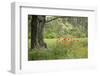 France, Vaucluse, Lourmarin. Poppies under an Olive Tree-Kevin Oke-Framed Photographic Print