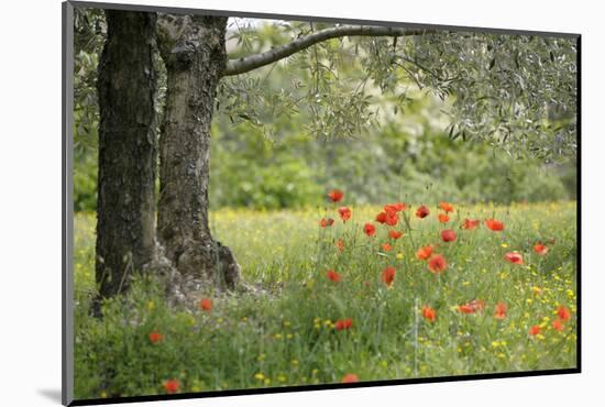 France, Vaucluse, Lourmarin. Poppies under an Olive Tree-Kevin Oke-Mounted Photographic Print