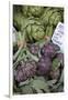 France, Vaucluse, Lourmarin. Purple Artichokes at Market-Kevin Oke-Framed Premium Photographic Print