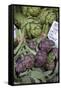France, Vaucluse, Lourmarin. Purple Artichokes at Market-Kevin Oke-Framed Stretched Canvas