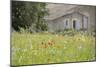 France, Vaucluse, Lourmarin. Wild Poppies in Front of an Old House-Kevin Oke-Mounted Photographic Print