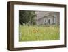 France, Vaucluse, Lourmarin. Wild Poppies in Front of an Old House-Kevin Oke-Framed Photographic Print