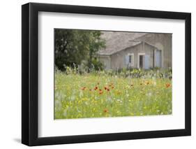 France, Vaucluse, Lourmarin. Wild Poppies in Front of an Old House-Kevin Oke-Framed Photographic Print